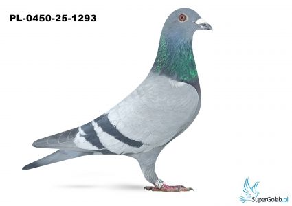PL-0450-25-1293