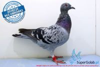 PL-0451-17-5855