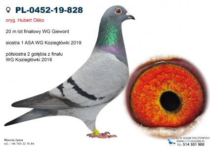 PL-0452-19-828 oryg. Hubert Osko 20m finał wg Giewont 2019, siostra 1 Asa WG Kozieglowki