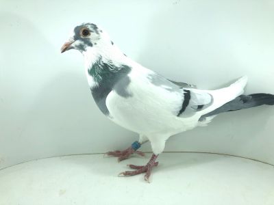 PL 0452 21 8465 - goł. młody (prawdopodobnie samiec) - Rzepka Marek & Marcin x Vredeveld - Leemhuis. Linia złotej pary!!!