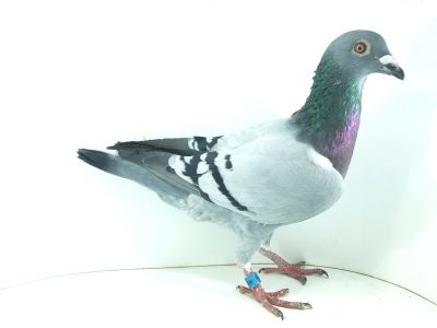 PL 0452 21 8496 - goł. młody (prawdopodobnie samiec) - Gołąb z Hodowli Bogdan Stępień!!