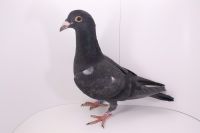 PL-0452-21-8903 czarny wnuk SILVER POWER