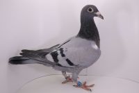 PL-0452-21-8905 syn PITA x Stefan 370!