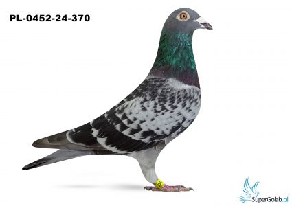 PL-0452-24-370