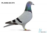 PL-0452-24-373 - 18 gołąb z Finału Gifhorn - 535 km 14 lotnik Długi Dystans - Hubert Osko 