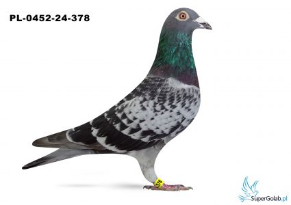 PL-0452-24-378 Hubert Ośko