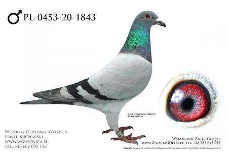 PL-0453-20-1843 - Pielecha Sławomir - edycja ZIMA - późny młody