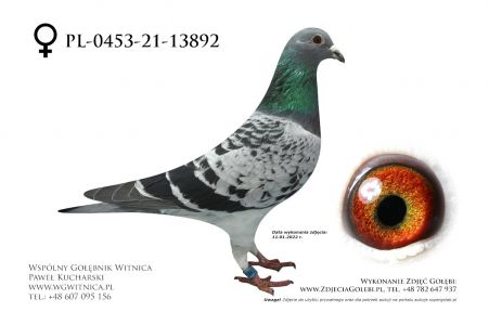 PL-0453-21-13892: Iwański Tomasz