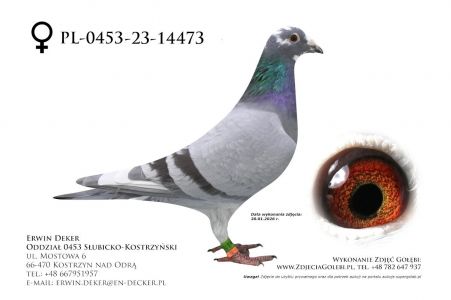 PL-0453-21-14473 - samica