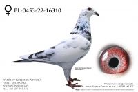 PL-0453-22-16310: Solski Bogdan, 89 Lotnik min 77m, 17m Gołąb z hodowli: Solski Bogdan