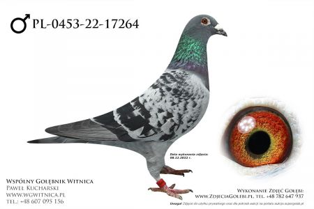 PL-0453-22-17264: Sliz Julian Gołąb z hodowli: Sliz Julian