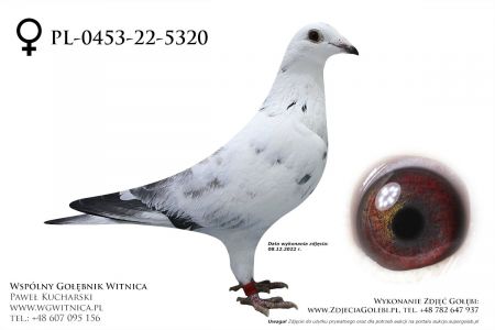 PL-0453-22-5320: Miklaszewski Ariel, 43 Lotnik min 85m, 32m, 89m, 68m z FINAŁU Gołąb z hodowli: Miklaszewski Ariel