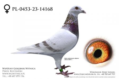 PL-0453-23-14168: Team Witnica, 7. Lotnik, m in 3m, 5m, 15m, 9m z FINAŁU