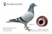 PL-0453-24-5223: Tomasz Brzuchanski, 1 AS DOROSŁE CUP 2025, m in 2m, 1m, 8m, 7m, 4m, 2m z FINAŁU