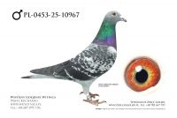 PL-0453-25-10967: Team Witnica