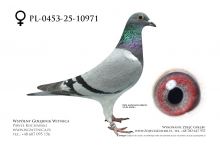 PL-0453-25-10971: Tomasz Brzuchanski, m in 48m