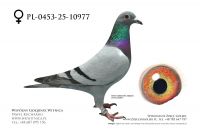 PL-0453-25-10977: Tomasz Brzuchanski, 43. Lotnik, m in 42m z FINAŁU