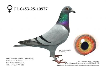 PL-0453-25-10977: Tomasz Brzuchanski, 43. Lotnik, m in 42m z FINAŁU