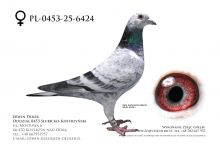 PL-0453-25-6424 - prawdopodobnie samica