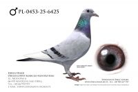 PL-0453-25-6425 - prawdopodobnie samiec