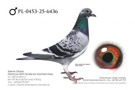 PL-0453-25-6436 - prawdopodobnie samiec