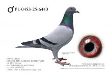 PL-0453-25-6440 - prawdopodobnie samiec