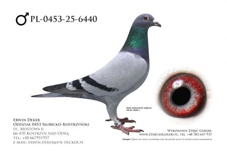 PL-0453-25-6440 - prawdopodobnie samiec