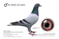 PL-0453-25-6441 - prawdopodobnie samiec