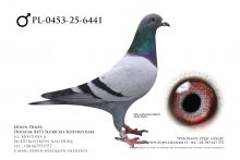 PL-0453-25-6441 - prawdopodobnie samiec