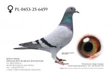 PL-0453-25-6459 - prawdopodobnie samica