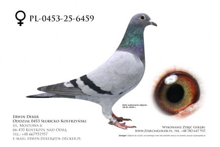 PL-0453-25-6459 - prawdopodobnie samica