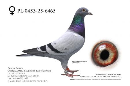 PL-0453-25-6465 - prawdopodobnie samica