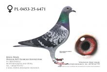 PL-0453-25-6471 - prawdopodobnie samica