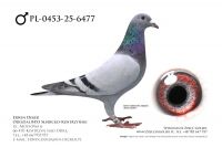 PL-0453-25-6477 - prawdopodobnie samiec