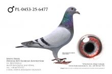 PL-0453-25-6477 - prawdopodobnie samiec