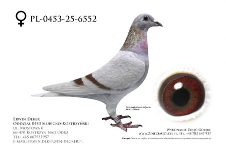 PL-0453-25-6552 - prawdopodobnie samica
