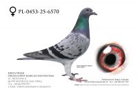 PL-0453-25-6570 - prawdopodobnie samica