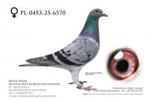 PL-0453-25-6570 - prawdopodobnie samica