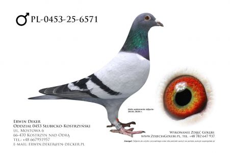 PL-0453-25-6571 - prawdopodobnie samiec