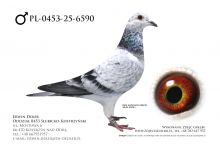 PL-0453-25-6590 - prawdopodobnie samiec