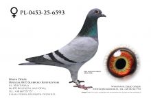 PL-0453-25-6593 - prawdopodobnie samica