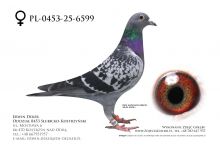 PL-0453-25-6599 - prawdopodobnie samica