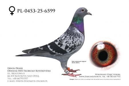 PL-0453-25-6599 - prawdopodobnie samica