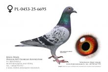 PL-0453-25-6695 - prawdopodobnie samica