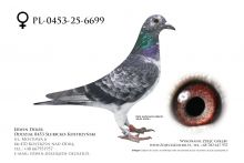 PL-0453-25-6699 - samica