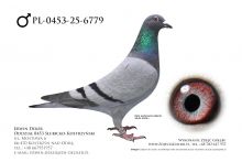 PL-0453-25-6779 - prawdopodobnie samiec