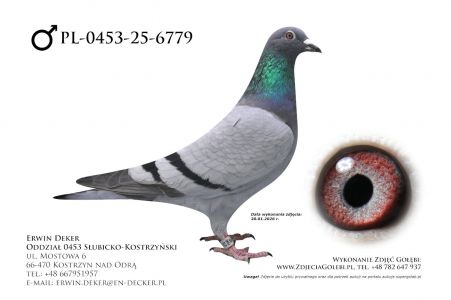 PL-0453-25-6779 - prawdopodobnie samiec