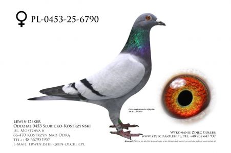 PL-0453-25-6790 - prawdopodobnie samica