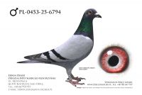 PL-0453-25-6794 - prawdopodobnie samiec