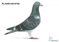 PL-0453-25-9736 23. OKRĘG GORZÓW WIELKOPOLSKI 